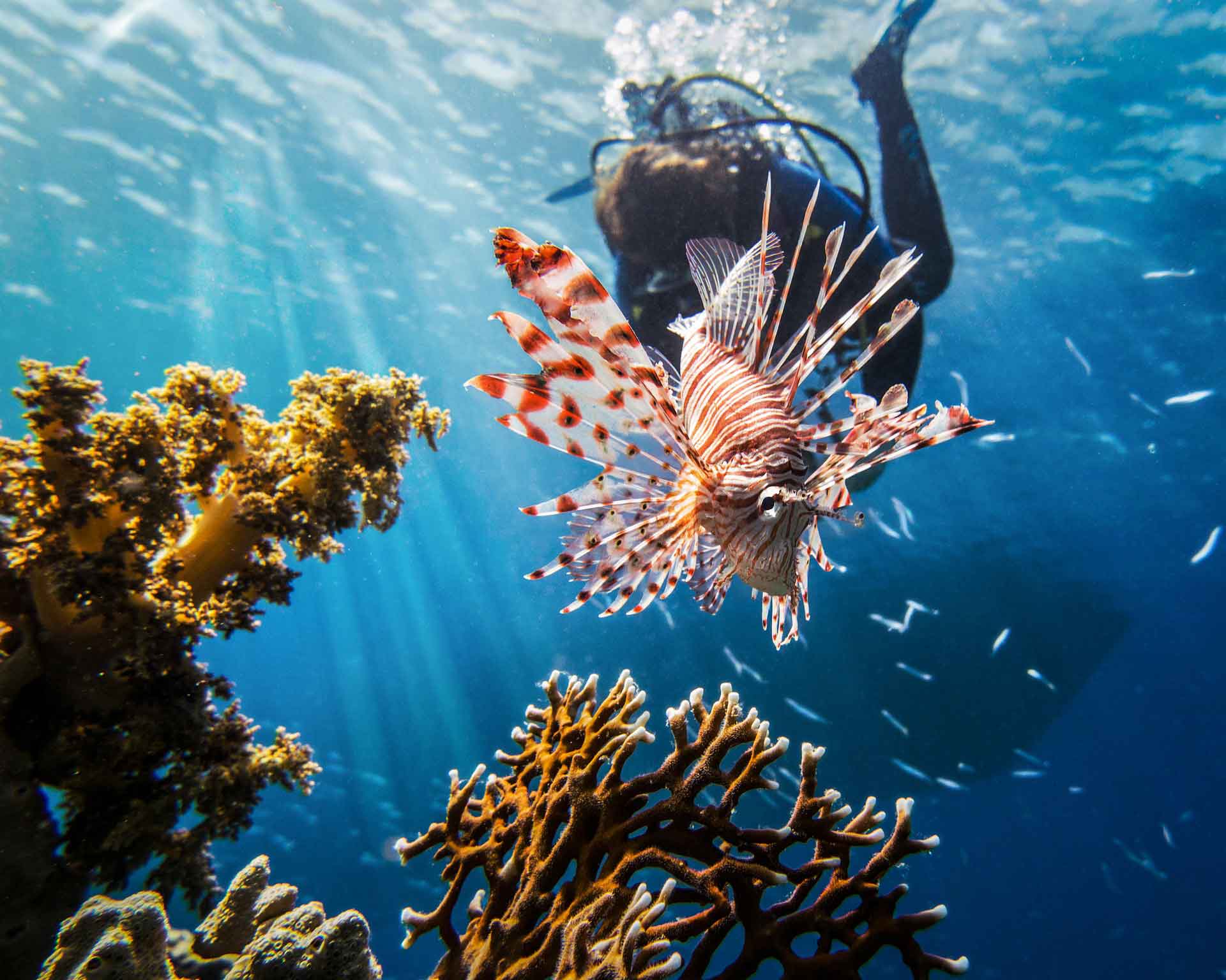 Lion fish on reef with diver in the background