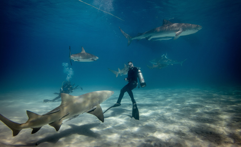 Scuba divers diving in group of large sharks